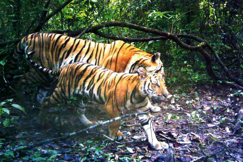 Deux tigres dans une forêt thaïlandaise