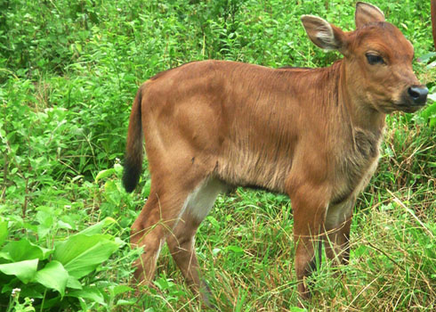 [fr]Jeune gaur[en]Young gaur