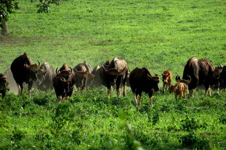 Gaur - Province de Prachuap Khiri Kahn