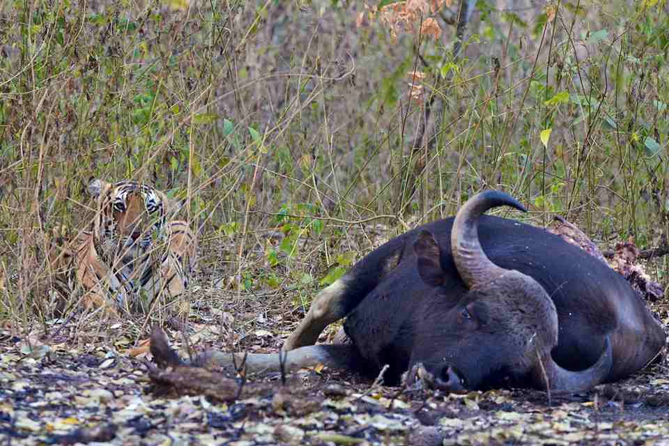 [fr]Jeune gaur tué par un tigre[en]Young gaur killed by a tiger