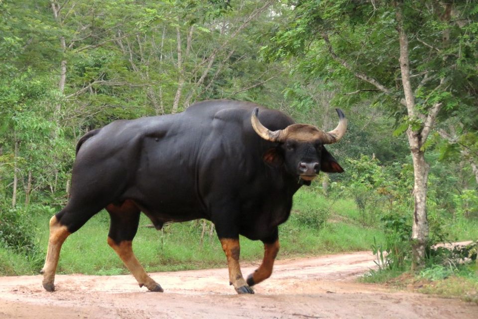 Gaur