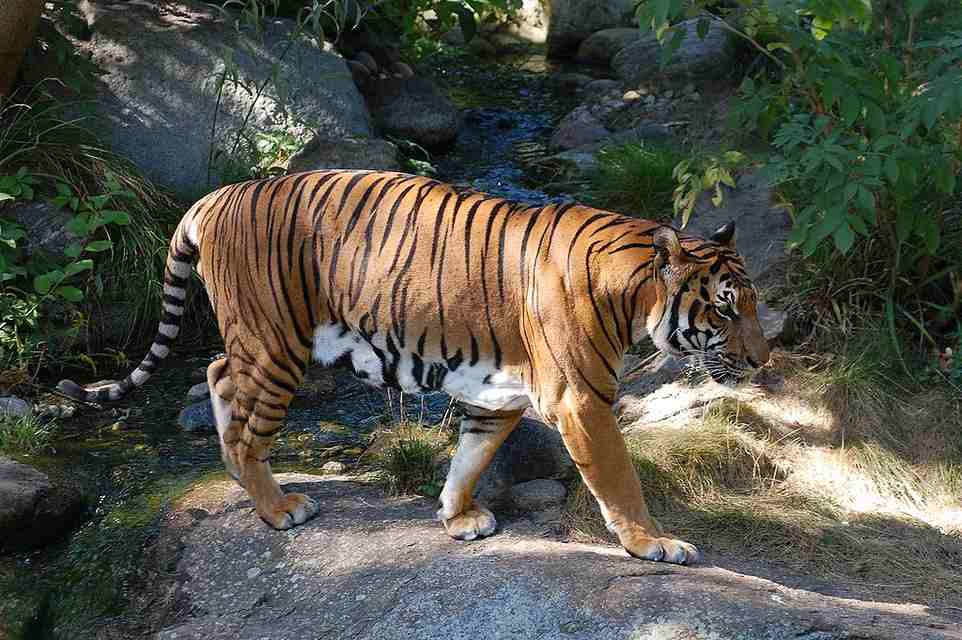 Panthera tigris corbetti