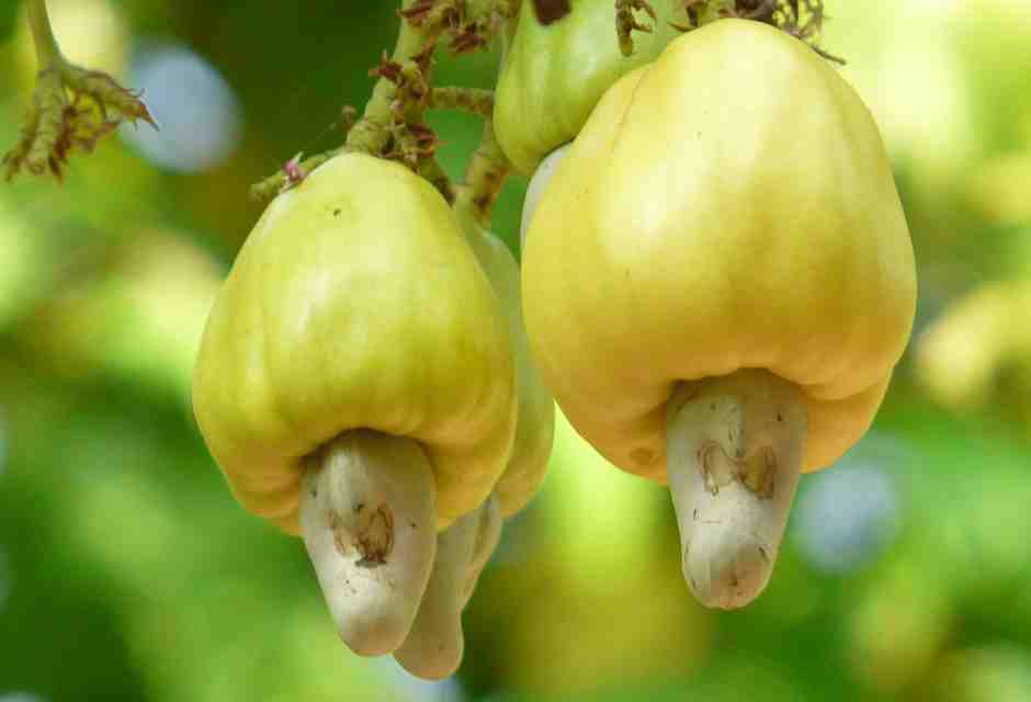 [en]Cashew apple[fr]Pomme cajou