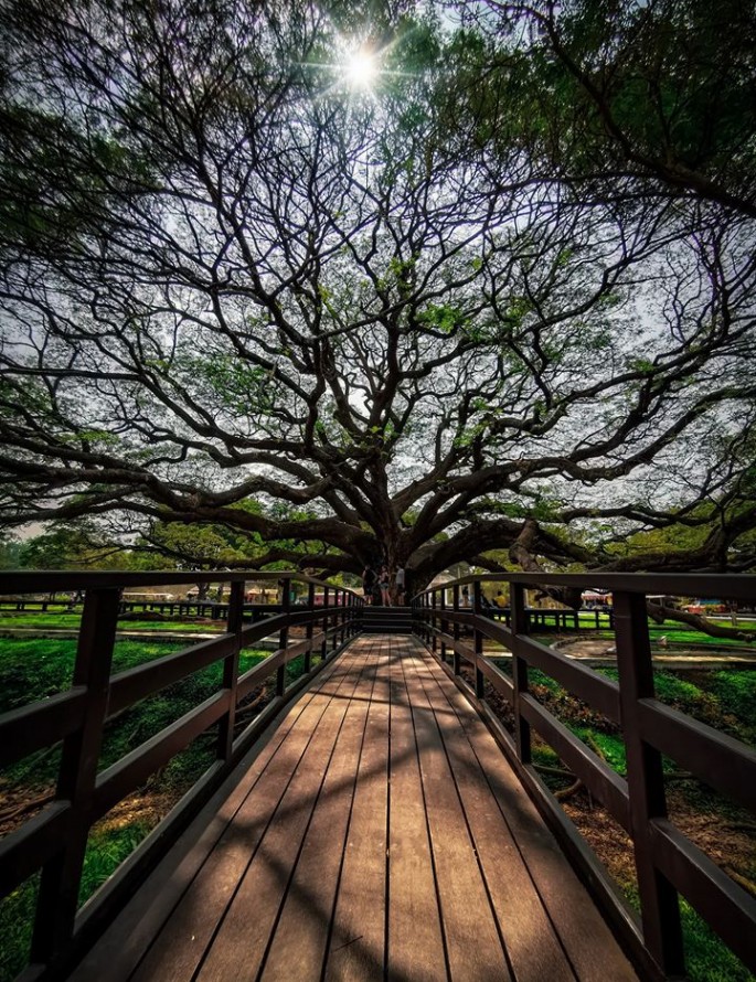 A l'ombre de l'arbre de pluie géant