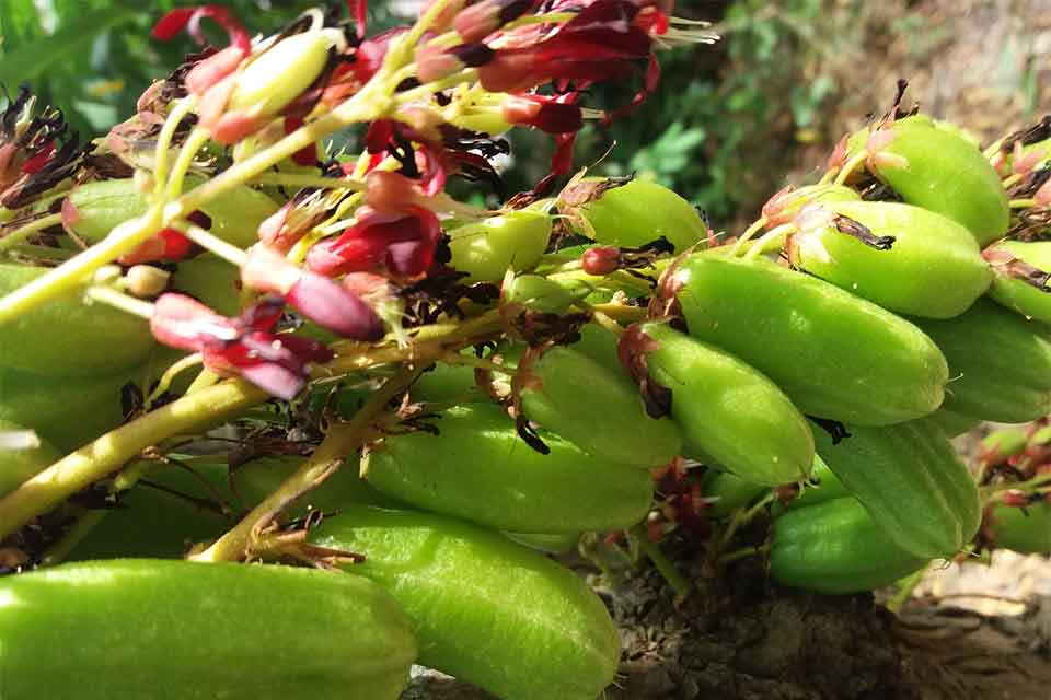 Bilimbi - Fleurs et fruits