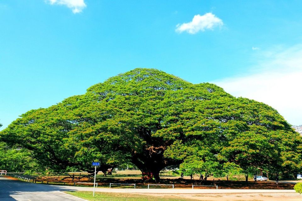 Arbre de pluie géant - Kanchanaburi