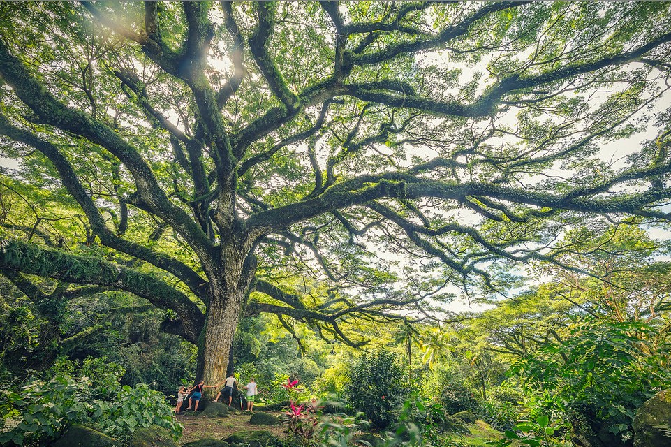 Arbre géant Zamana - Martinique