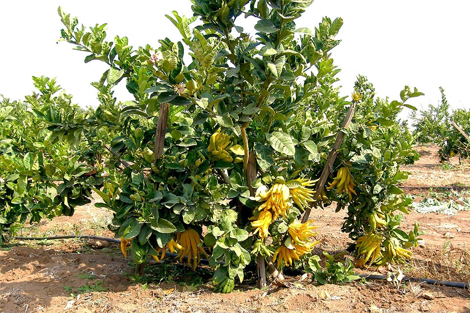 Main de Bouddha - Arbre