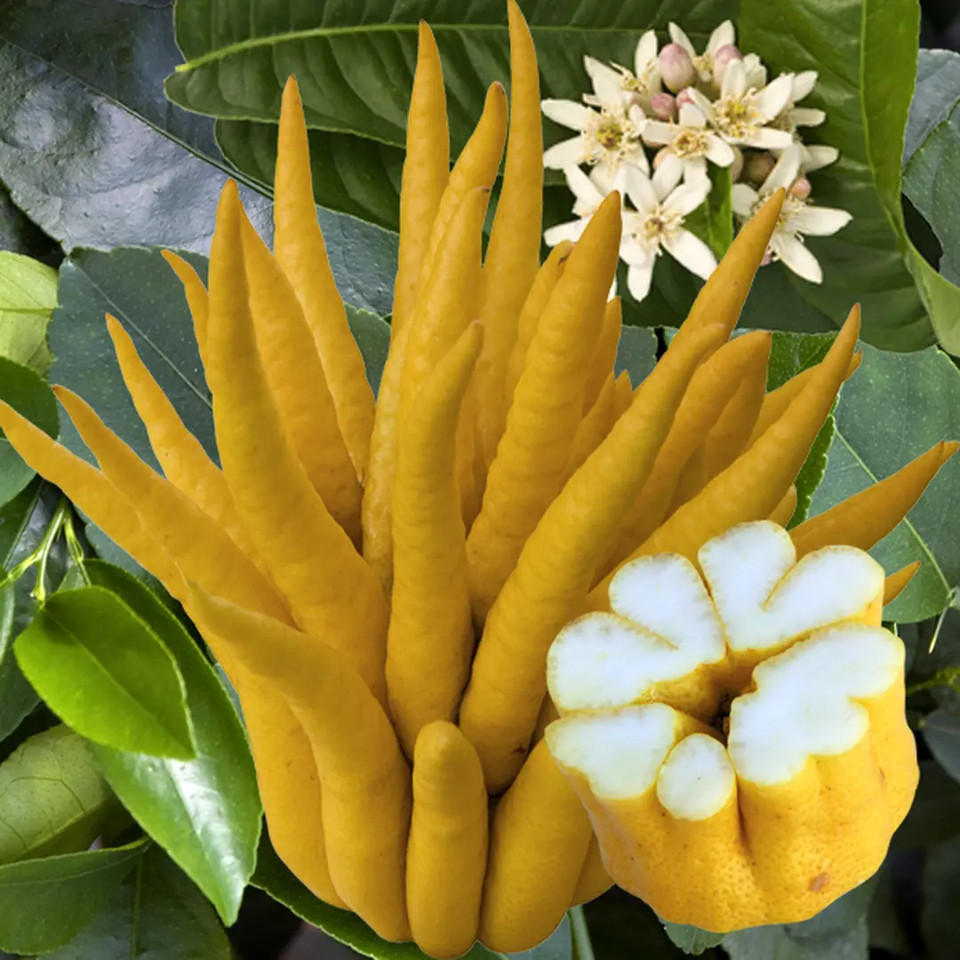 Main de bouddha (Citrus medica)